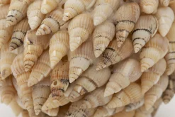 Darcio, Boule Deco, L