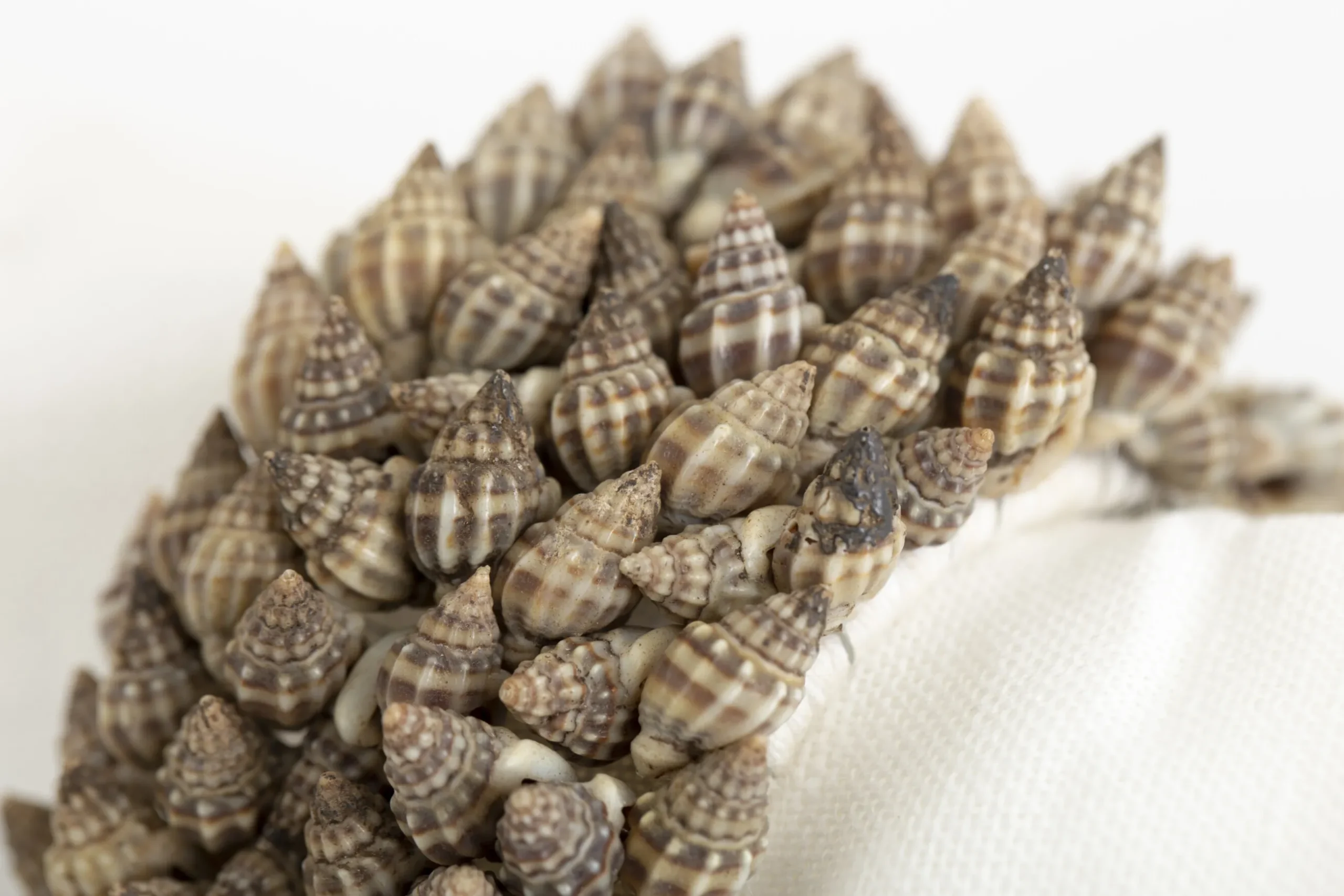 Kanare, Rond De Serviette, Coquillages