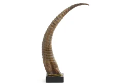 Lucarne, Deco, Corne