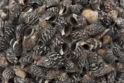 Maranza, Boule Deco, L