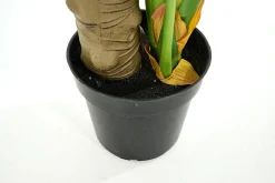 Plante Monstera, Plante