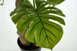 Plante Monstera, Plante