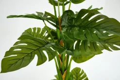 Plante Monstera, Plante